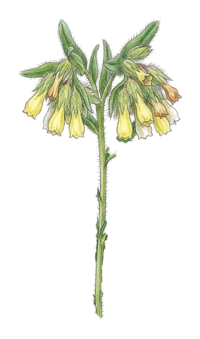 Onosma caerulescens