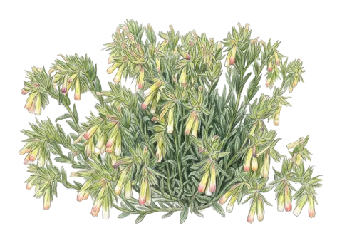 مریسۆکی کریندی