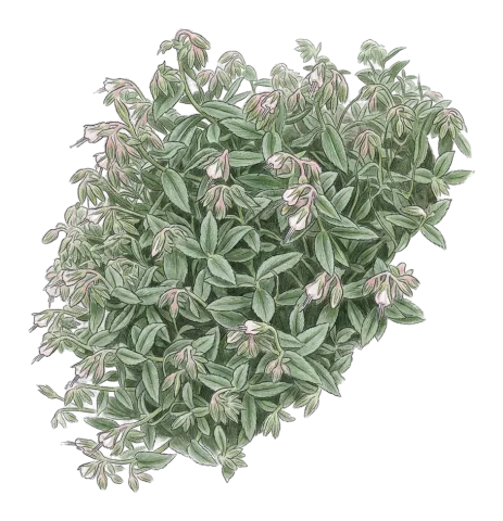 Onosma rostellata