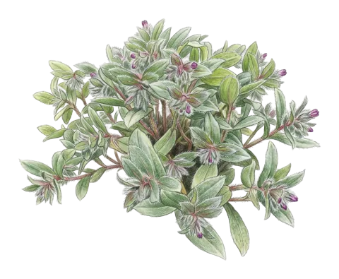 Phyllocara aucheri