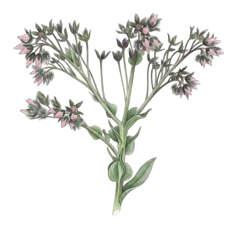 Rindera lanata