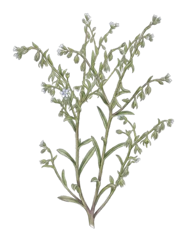 Rochelia disperma