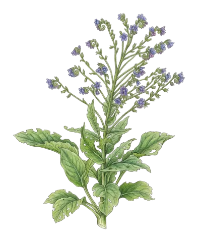 Solenanthus circinnatus