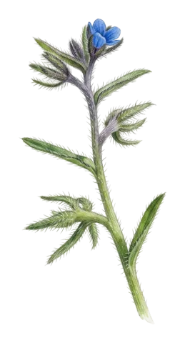 Suchtelenia szovitsiana