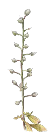 Alyssum stapfii