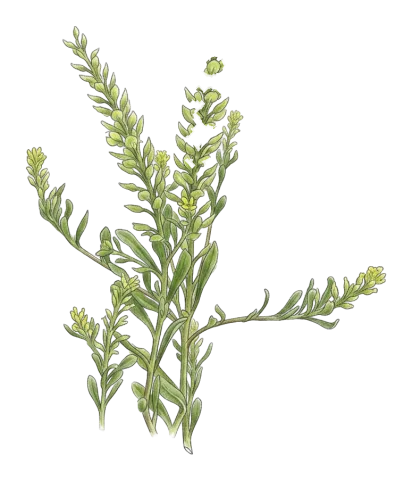Alyssum strictum