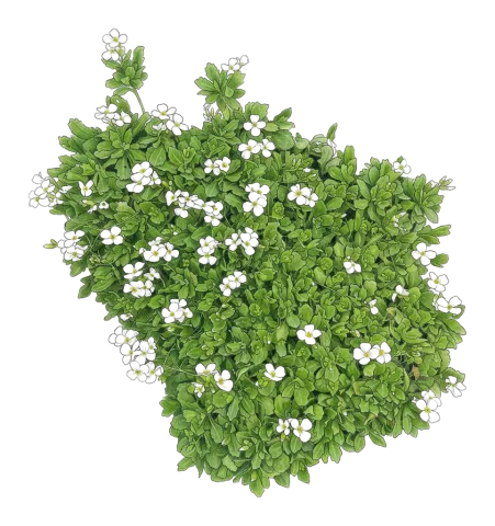 Arabis caucasica