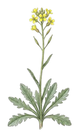 Biscutella didyma