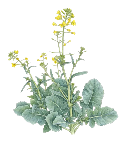 Brassica napus