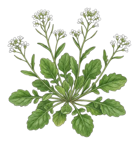 Calepina irregularis