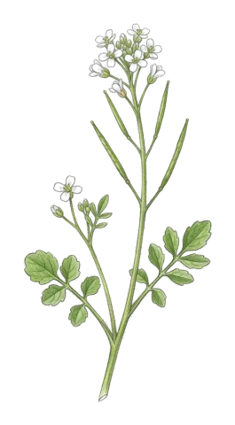 Cardamine hirsuta