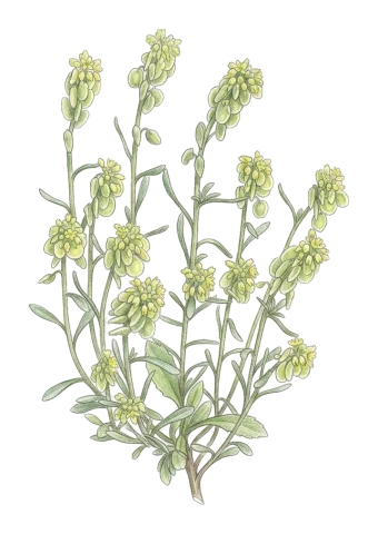 Clypeola jonthlaspi