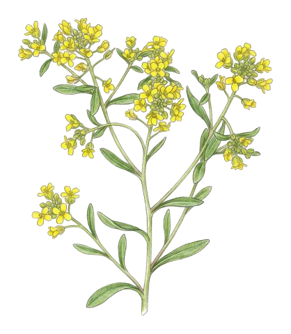 Clypeola lappacea