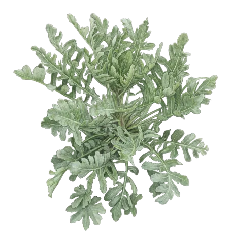 Crambe orientalis