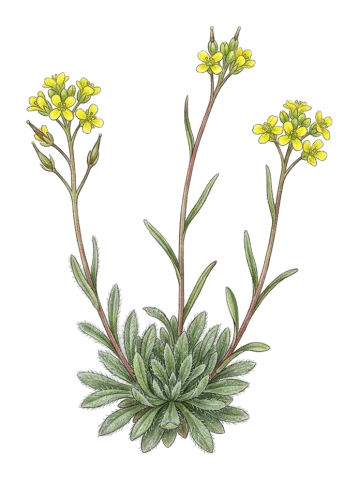 Draba nuda