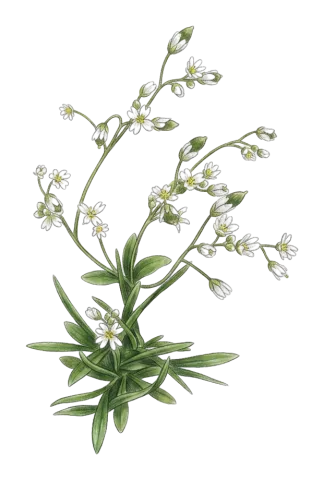 Draba verna