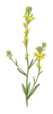 Erysimum aucherianum