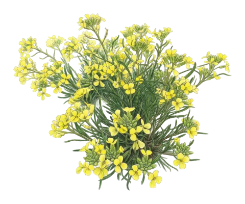 Erysimum boissieri