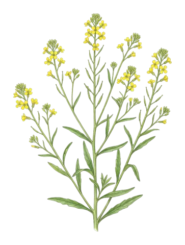 Erysimum eginense