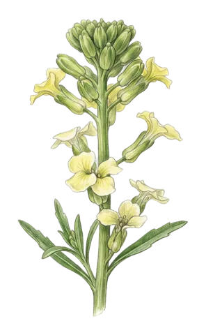Erysimum iraqense