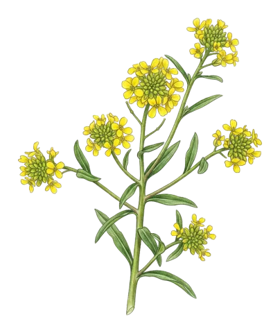 Erysimum kurdicum