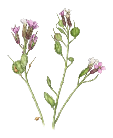 Brachypus suffruticosus
