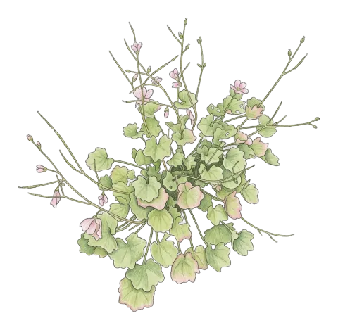 Graellsia longistyla