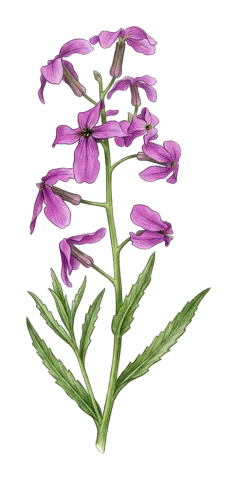 Hesperis straussii