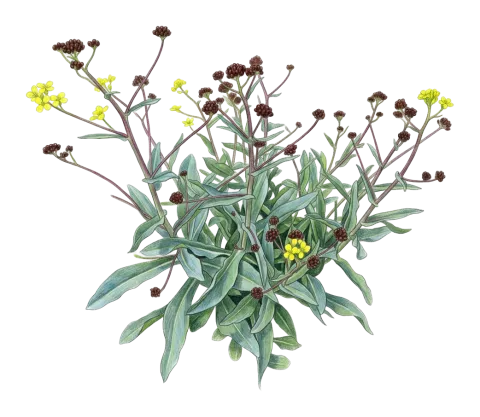 Isatis buschiana