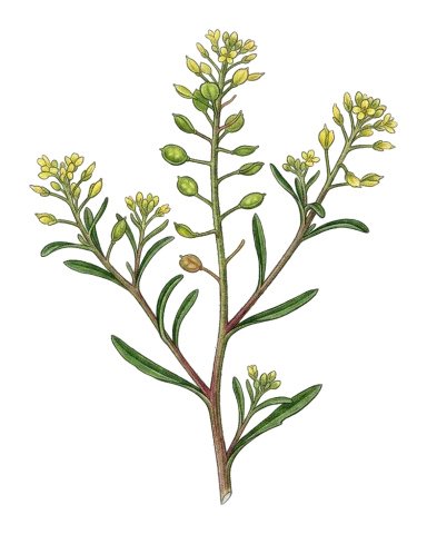 Meniocus meniocoides