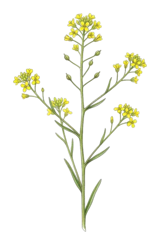 Neslia paniculata