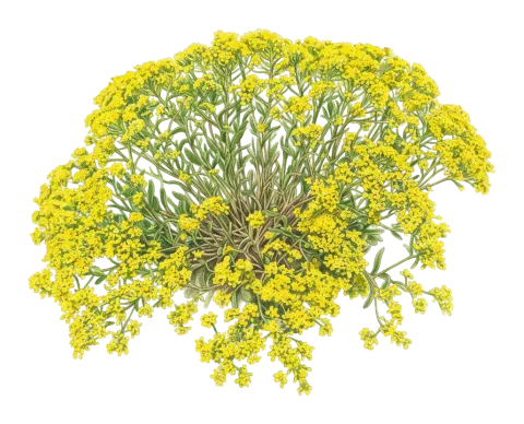 Odontarrhena penjwinensis