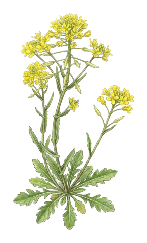 Olimarabidopsis pumila