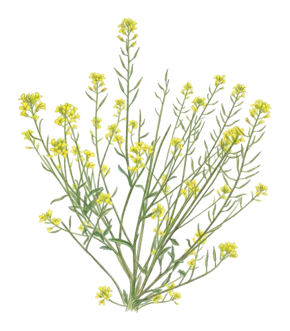 Sisymbrium loeselii