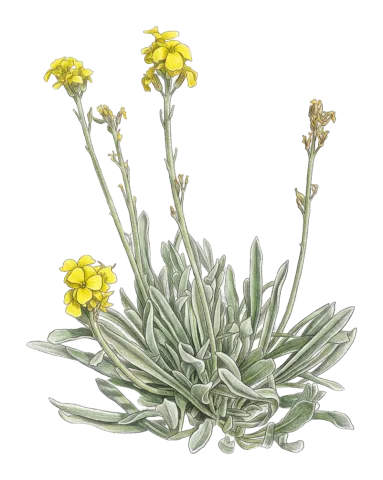 Sterigmostemum elichrysifolium