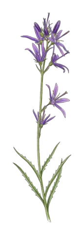 Asyneuma filipes