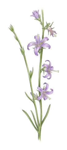 Asyneuma persicum
