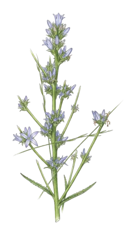 Asyneuma pulchellum