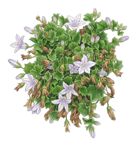 Campanula acutiloba