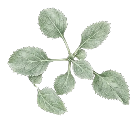 Campanula coriacea