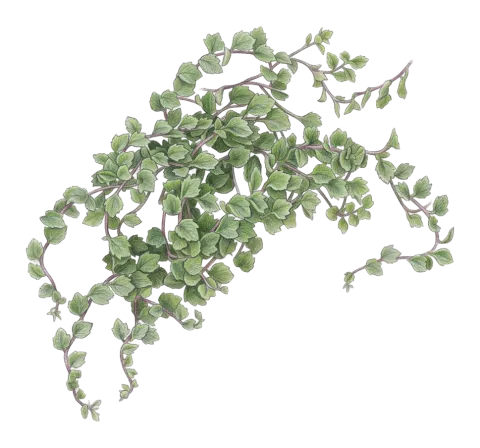 Campanula mardinensis