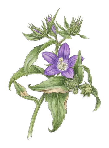 Campanula propinqua