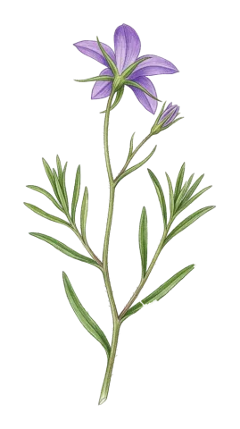 Campanula retrorsa