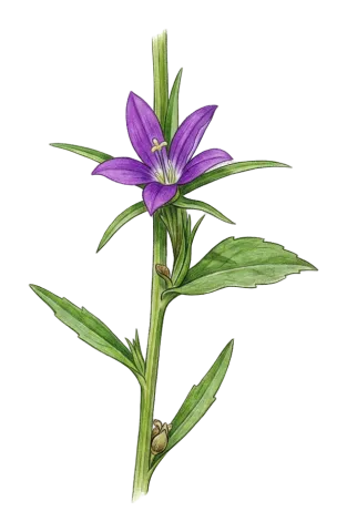 Legousia falcata