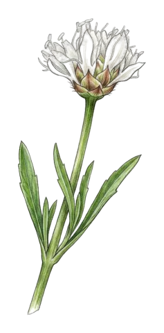 Cephalaria microcephala