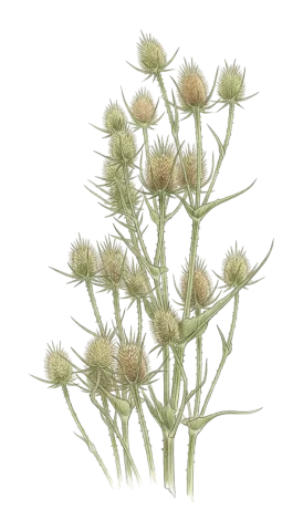 Dipsacus laciniatus
