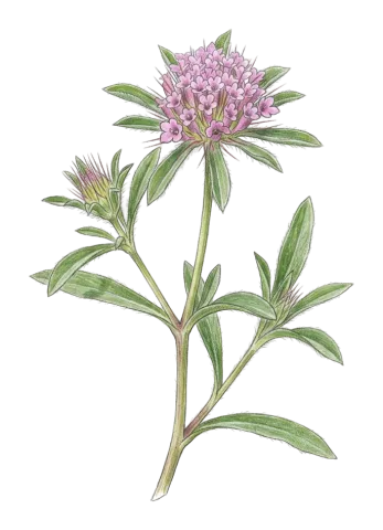 Lomelosia divaricata