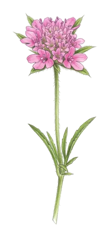 Lomelosia micrantha