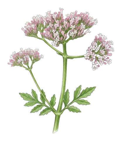 Valeriana italica