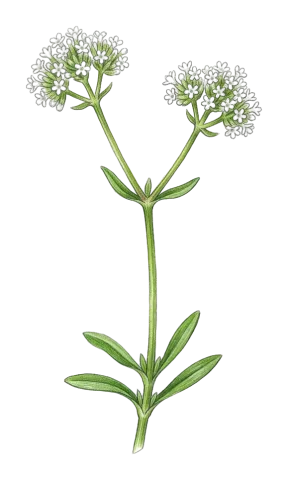Valerianella dactylophylla